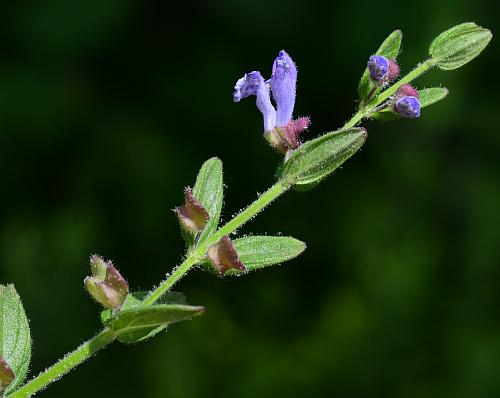 Scutellaria_parvula_habit.jpg