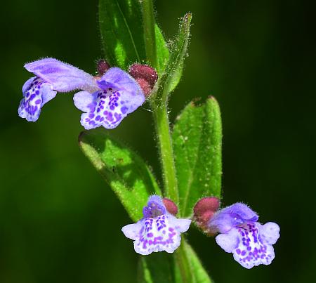 Scutellaria_parvula_inflorescences.jpg