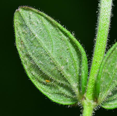 Scutellaria_parvula_leaf2.jpg