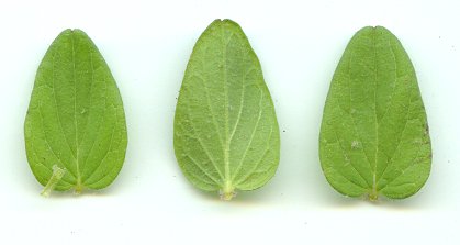 Scutellaria_parvula_leaves.jpg