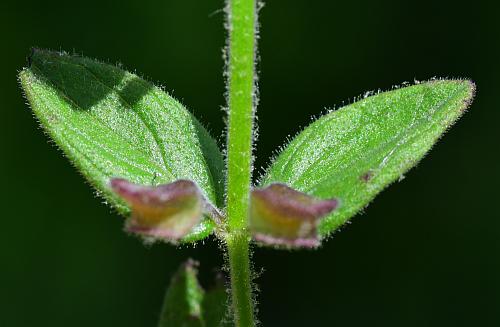 Scutellaria_parvula_leaves1.jpg