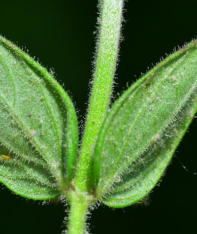 Scutellaria_parvula_stem.jpg