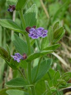 Scutellaria parvula thumbnail