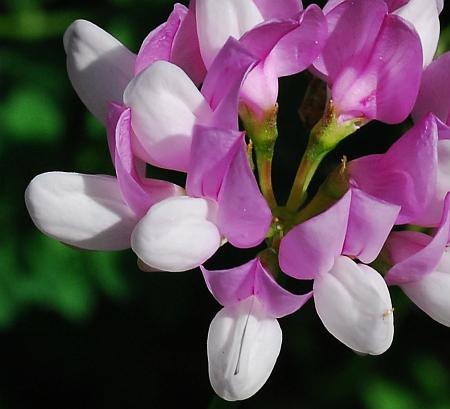 Securigera_varia_flowers.jpg