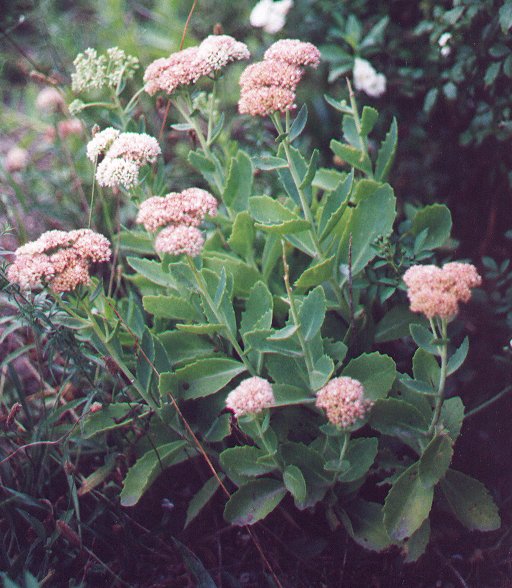 Sedum_erythrostictum_plant.jpg