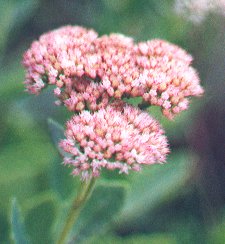 Sedum_flowers.jpg