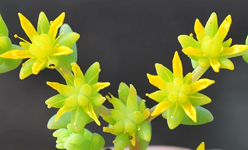 Sedum_nuttallianum_flowers.jpg