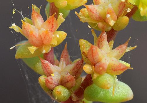 Sedum_nuttallianum_fruits2.jpg