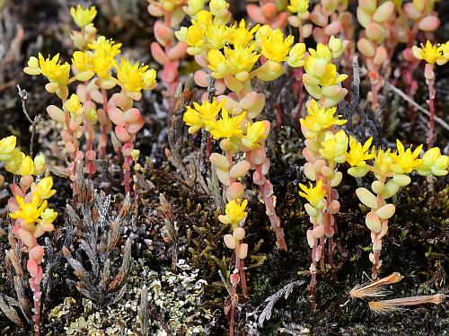 Sedum_nuttallianum_habit.jpg