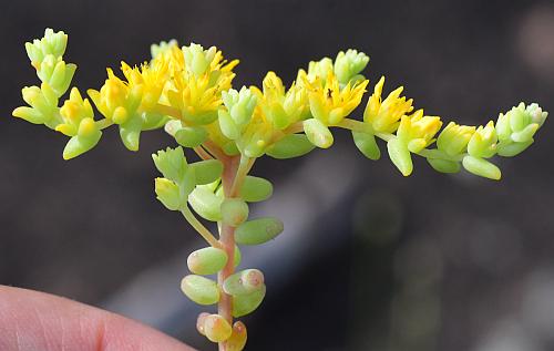 Sedum_nuttallianum_inflorescence1.jpg