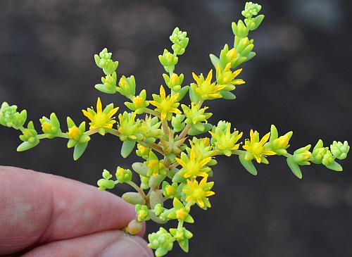 Sedum_nuttallianum_inflorescence2.jpg