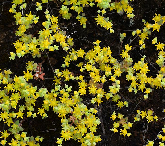 Sedum_nuttallianum_plant.jpg