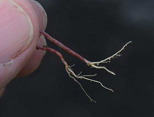 Sedum_nuttallianum_roots.jpg