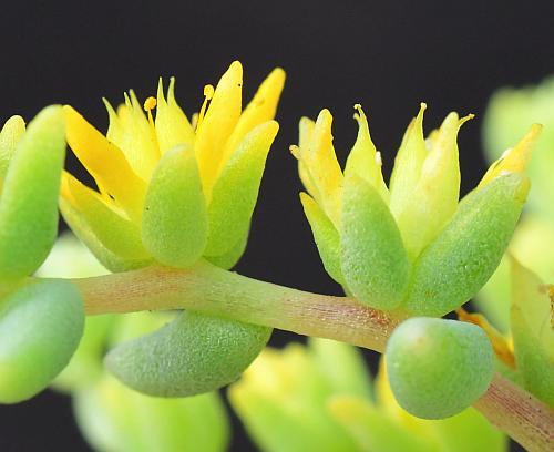 Sedum_nuttallianum_sepals.jpg