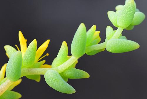 Sedum_nuttallianum_stems.jpg