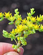 Sedum nuttallianum thumbnail