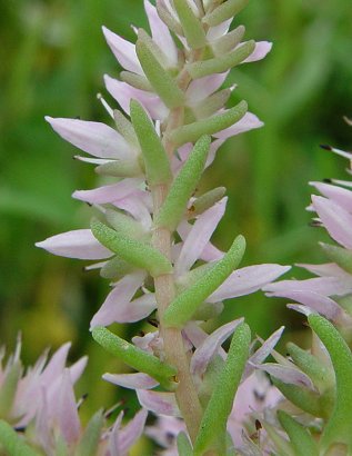 Sedum_pulchellum_bracts.jpg