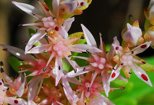 Sedum_pulchellum_flowers.jpg