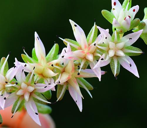 Sedum_pulchellum_flowers2.jpg