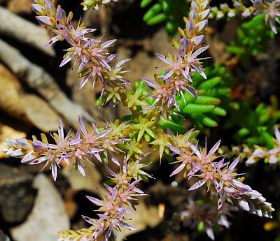 Sedum_pulchellum_inflorescence.jpg