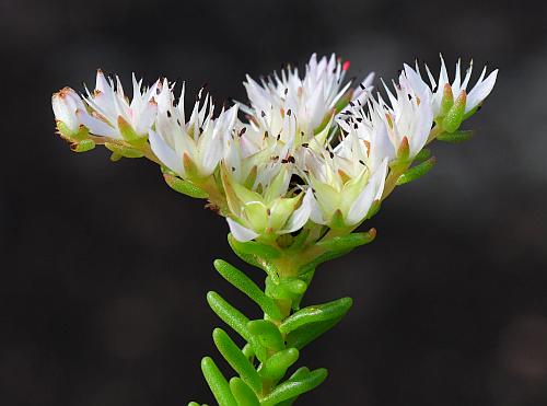 Sedum_pulchellum_inflorescence2.jpg