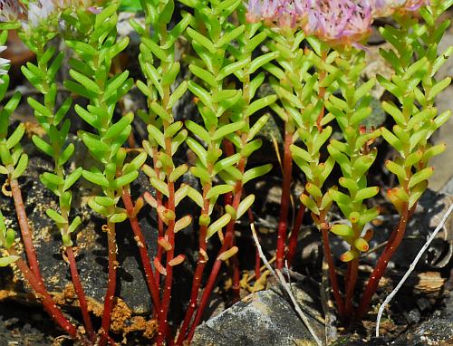 Sedum_pulchellum_leaves.jpg