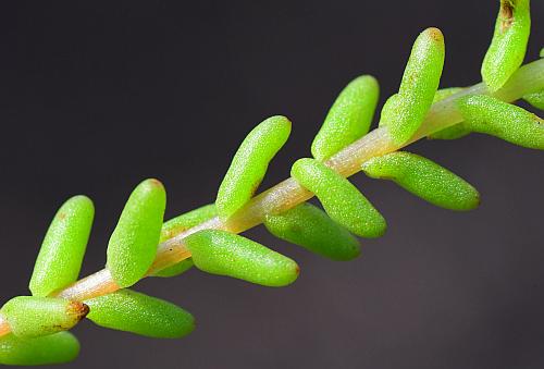 Sedum_pulchellum_leaves2.jpg