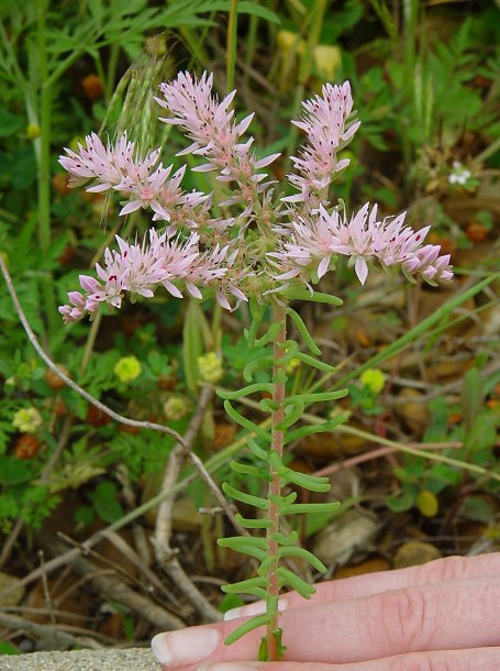 Sedum_pulchellum_plant.jpg