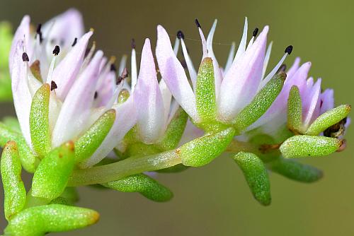 Sedum_pulchellum_sepals.jpg