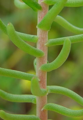 Sedum_pulchellum_stem.jpg