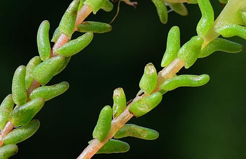 Sedum_pulchellum_stem2.jpg