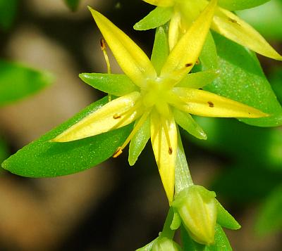 Sedum_sarmentosum_corolla.jpg