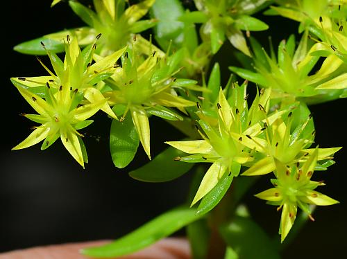 Sedum_sarmentosum_flowers.jpg