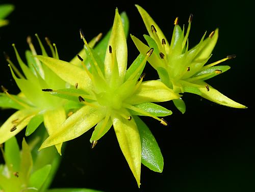 Sedum_sarmentosum_flowers2.jpg