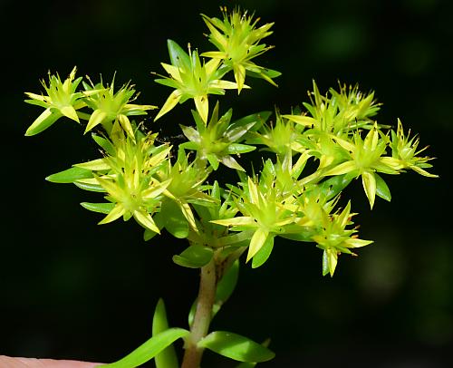 Sedum_sarmentosum_inflorescence.jpg