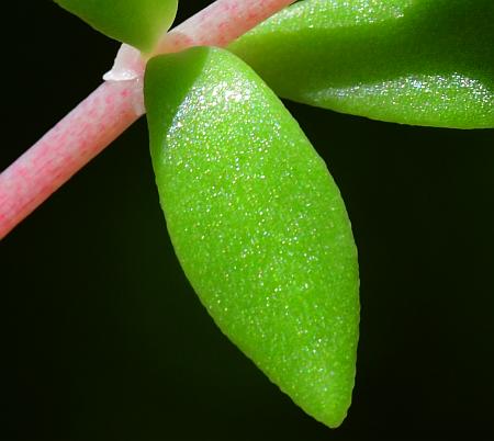 Sedum_sarmentosum_leaf1.jpg