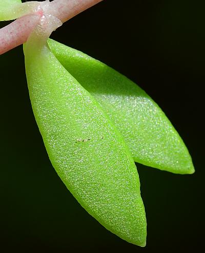 Sedum_sarmentosum_leaf2.jpg