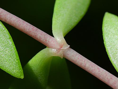 Sedum_sarmentosum_leafbase.jpg