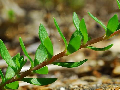 Sedum_sarmentosum_leaves.jpg