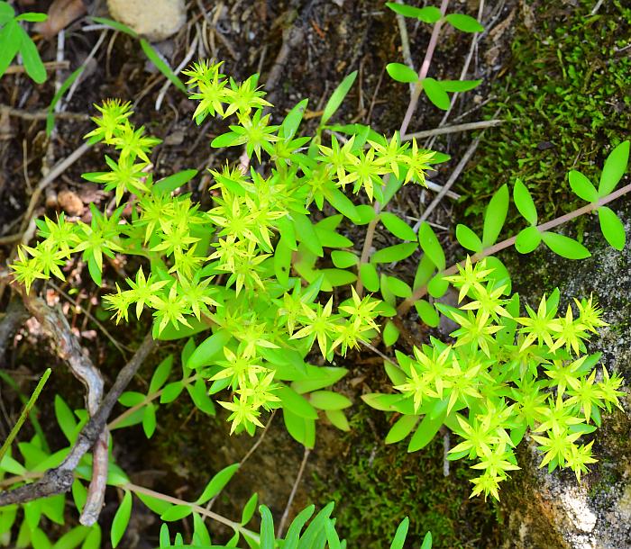 Sedum_sarmentosum_plant.jpg