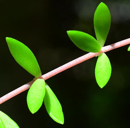 Sedum_sarmentosum_stem.jpg