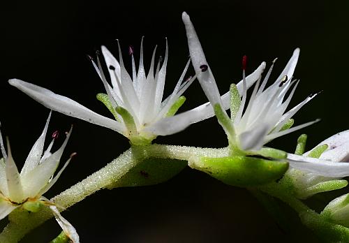 Sedum_ternatum_calyces.jpg