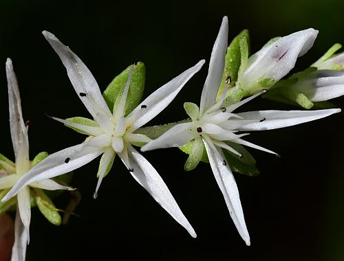 Sedum_ternatum_flowers1.jpg