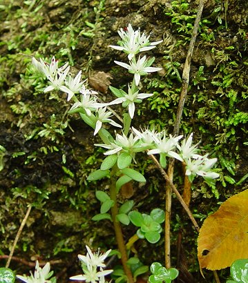 Sedum_ternatum_inflorescence.jpg