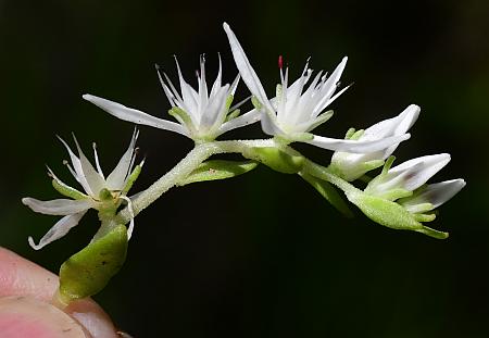 Sedum_ternatum_inflorescence2.jpg