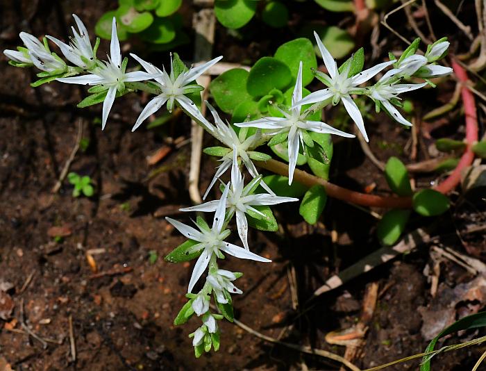 Sedum_ternatum_plant.jpg