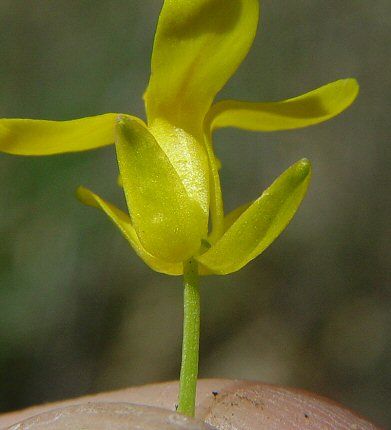 Selenia_aurea_calyx.jpg