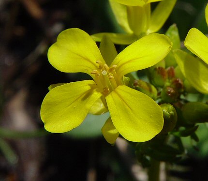 Selenia_aurea_flower.jpg