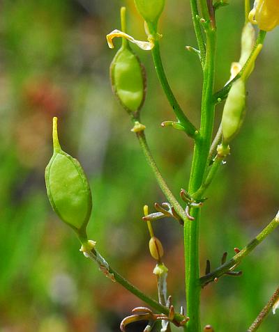 Selenia_aurea_fruits2.jpg