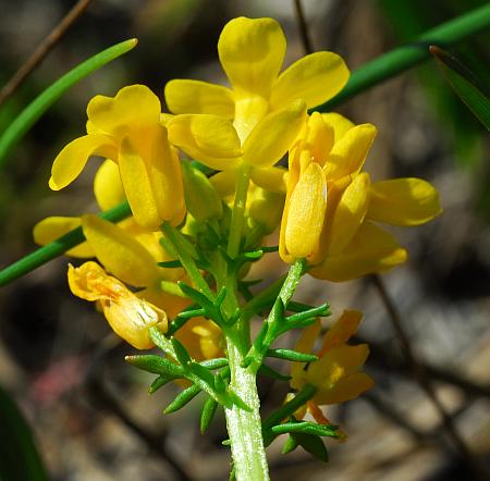 Selenia_aurea_inflorescence.jpg